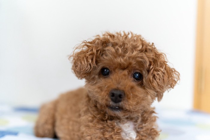 茶のトイプードル