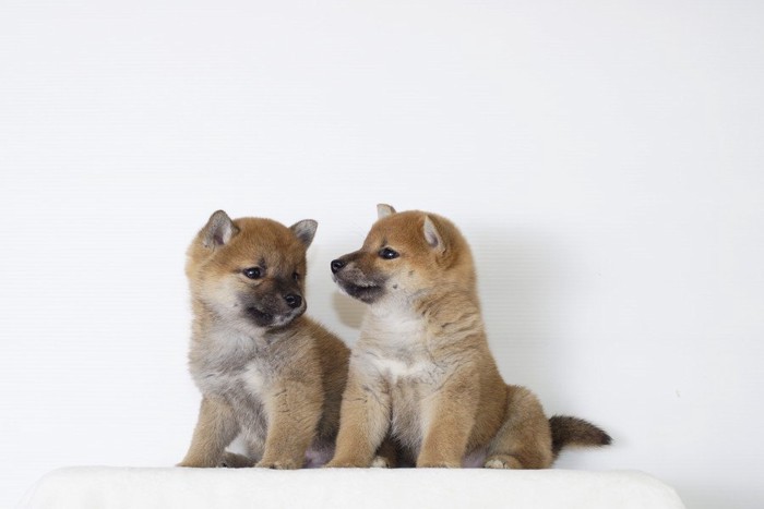 二頭の柴犬の子犬