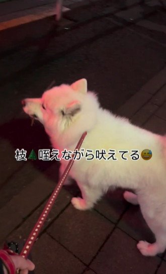 口に枝を加えた白い犬4