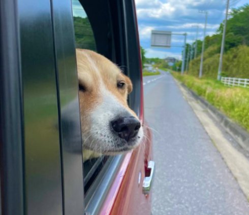 ドライブ