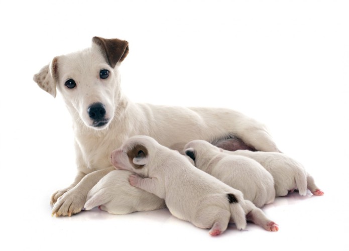 母犬と子犬