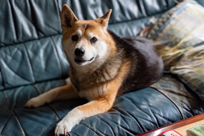 こちらを見る犬