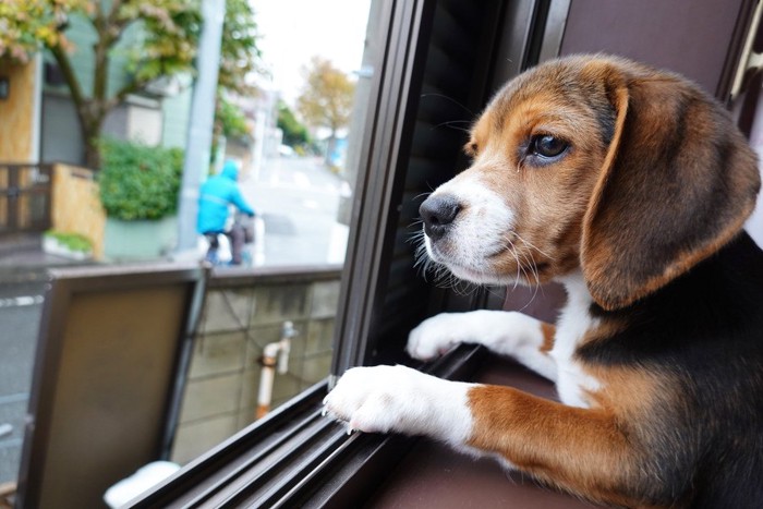 窓の外を見る子犬