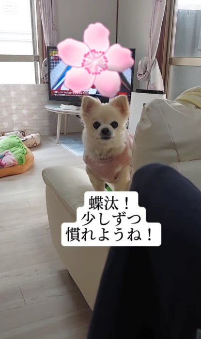 新しい犬生へ…