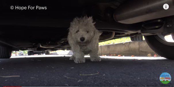 車の下に隠れる犬