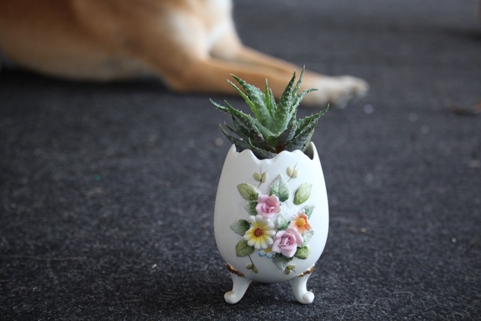 犬のそばに置いてあるアロエの小さな鉢