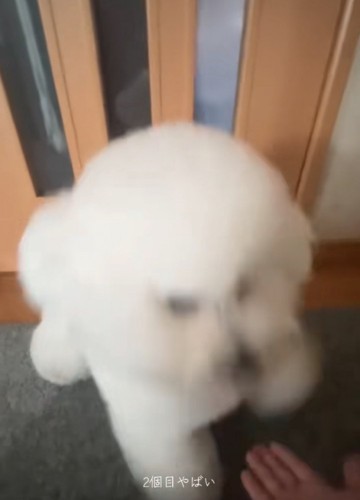 犬に手を差し出す