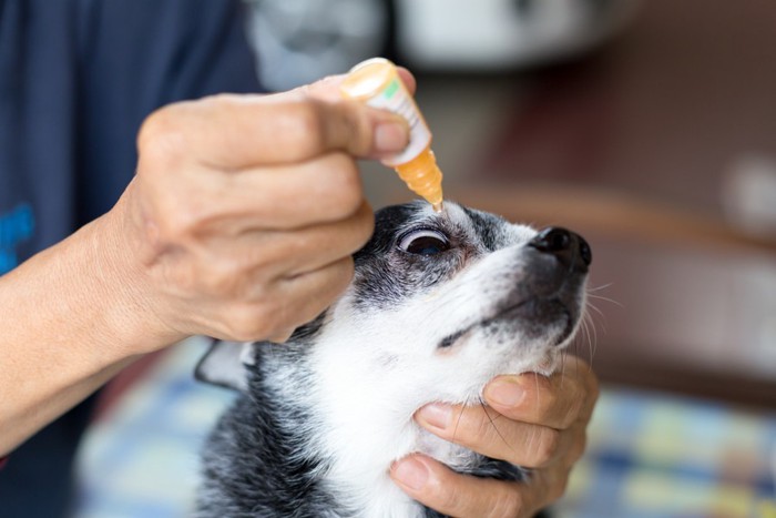 目薬をさされる犬