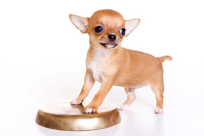 金色の台の上に前足をかけているレッドのチワワの子犬