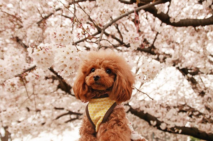 さくらの下の犬