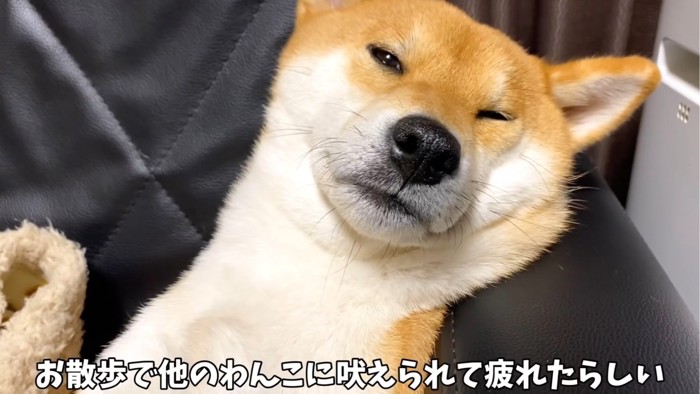 まどろむ犬