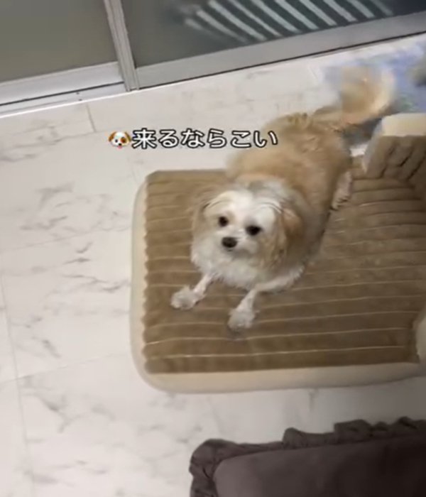 逃げる体勢の犬