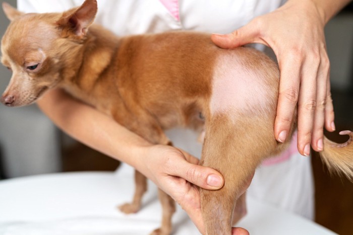 一部が脱毛している犬