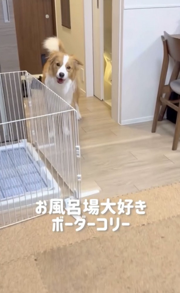 部屋を覗く犬