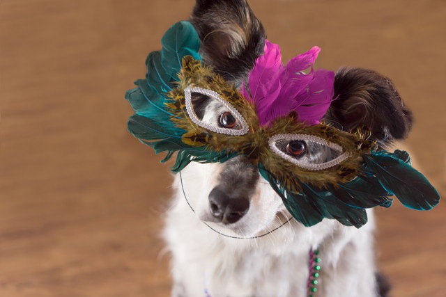 仮面を付けている犬