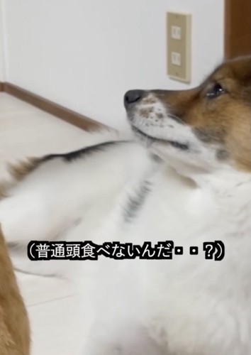 アグさん、遠い目…