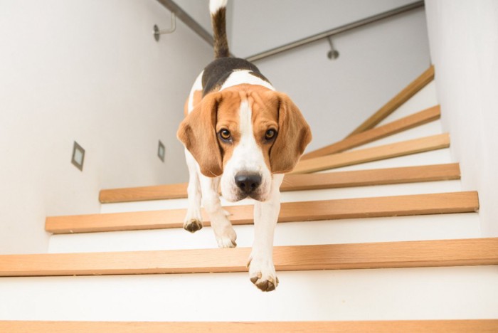 階段を降りてくる犬