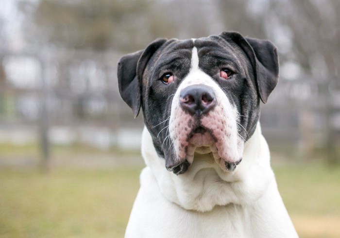 両目にチェリーアイのあるマスティフ系の犬