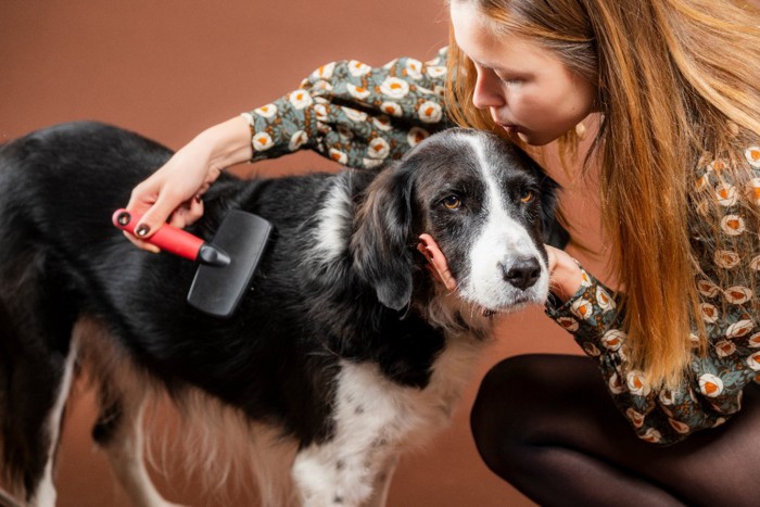 女性にブラッシングされる犬