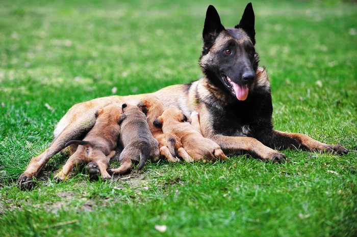 子育て中の犬