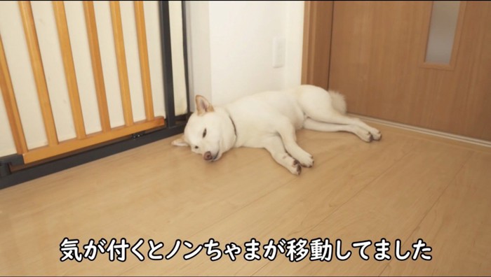 部屋の隅で眠る犬