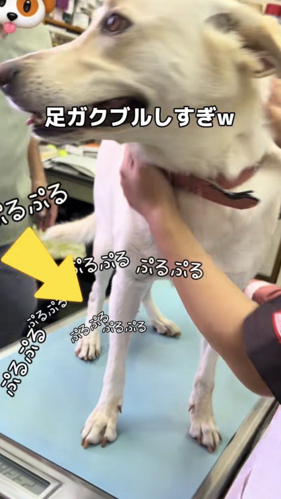 診察台の上で震える犬