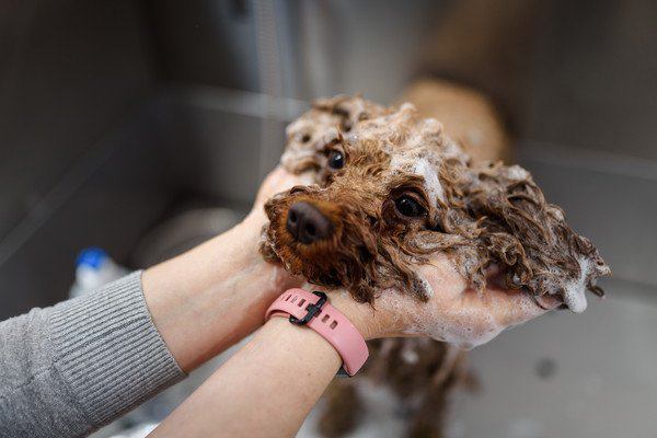 犬にシャンプーする上での注意点