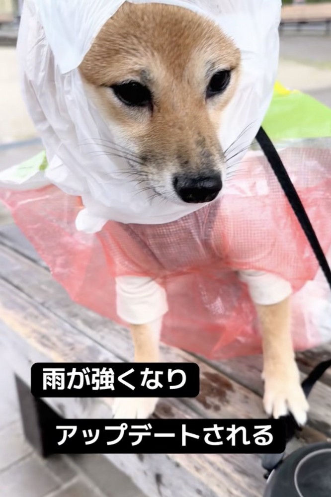 頭まで完全防備！