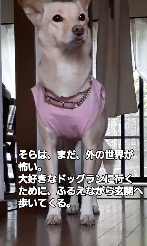 立ち止まる犬