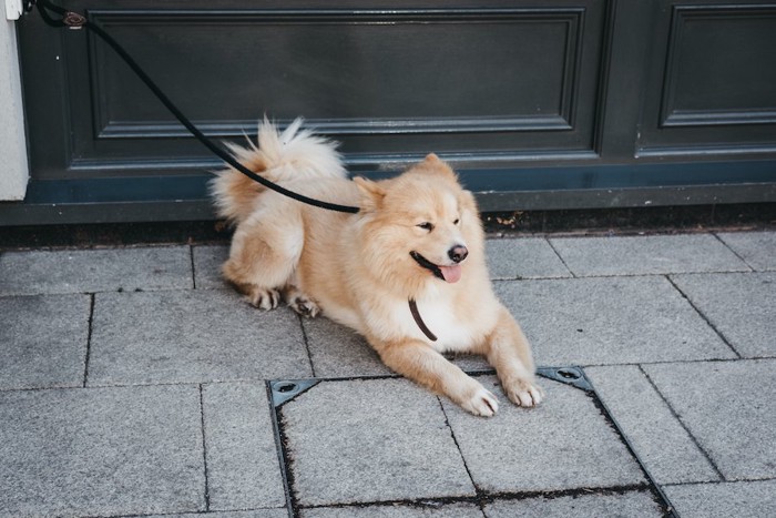 リードを繋がれて地面に伏せて待つ犬