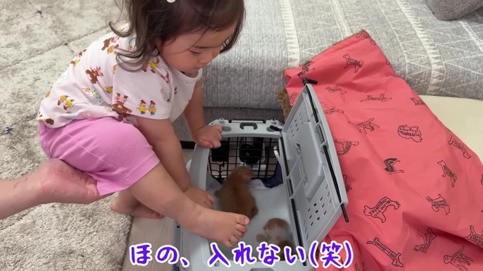 キャリーへ入ろうとするほのちゃん