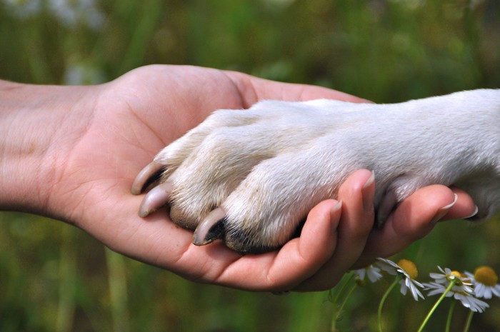 女性の手に乗せた犬の足