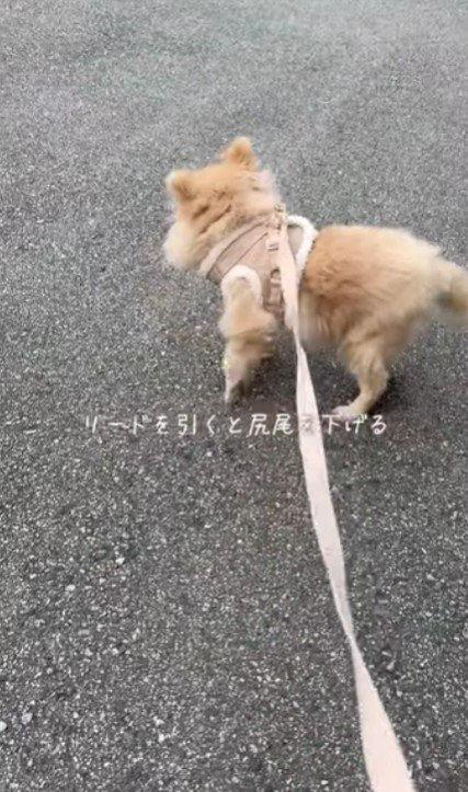 散歩が苦手だった