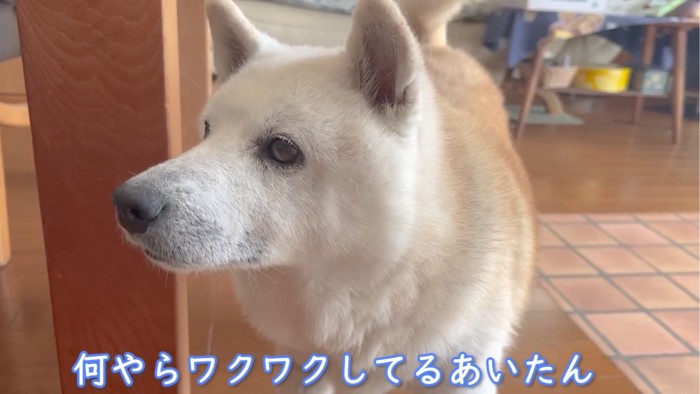 見上げる犬