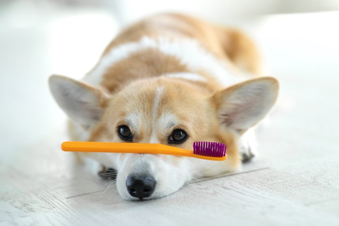 マズルの上の歯ブラシを乗せている犬