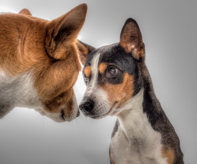 見つめ合う犬