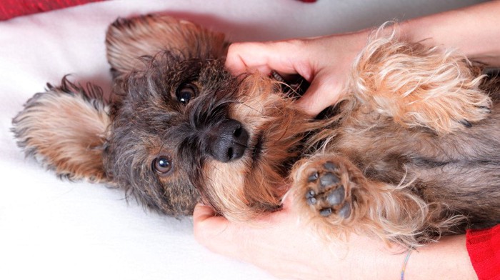 仰向けの姿勢でマッサージされる犬