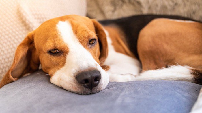 ベッドの中で眠たそうな顔をしたビーグル犬