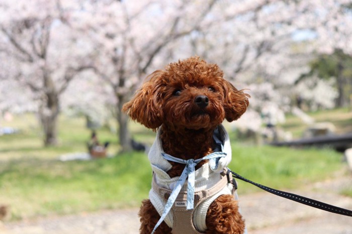 お花見する犬