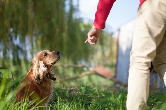 散歩中に指示を出す人と犬