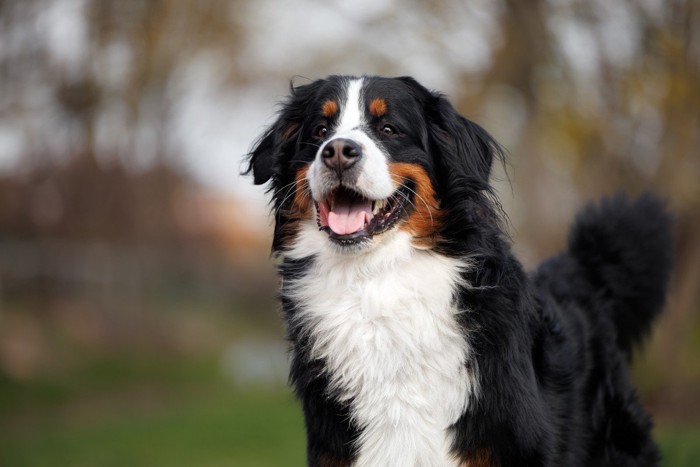 ご機嫌でしっぽを振る大型犬