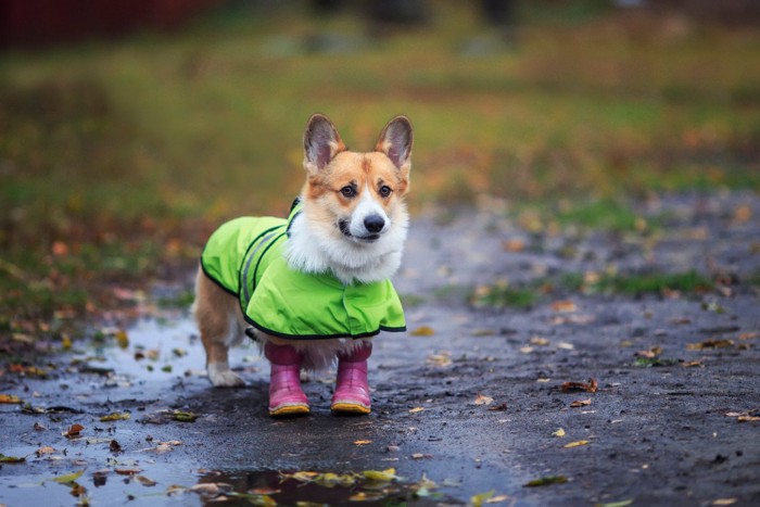 レインブーツを履く犬