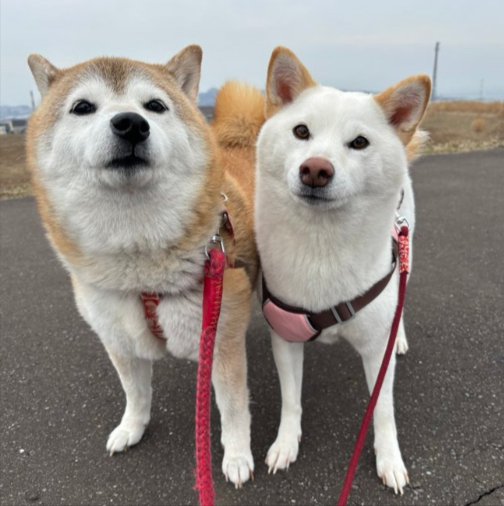柴犬