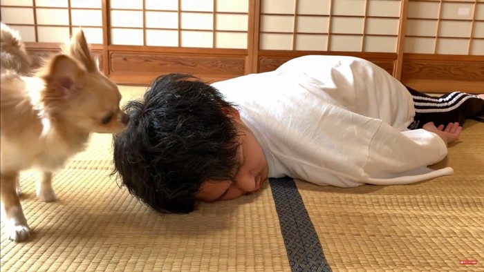 みるくちゃんの前で死んだフリをしたら2