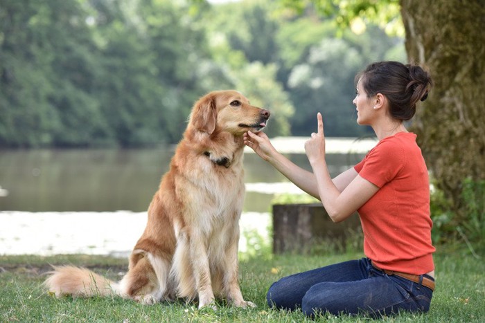しつけ中の大型犬