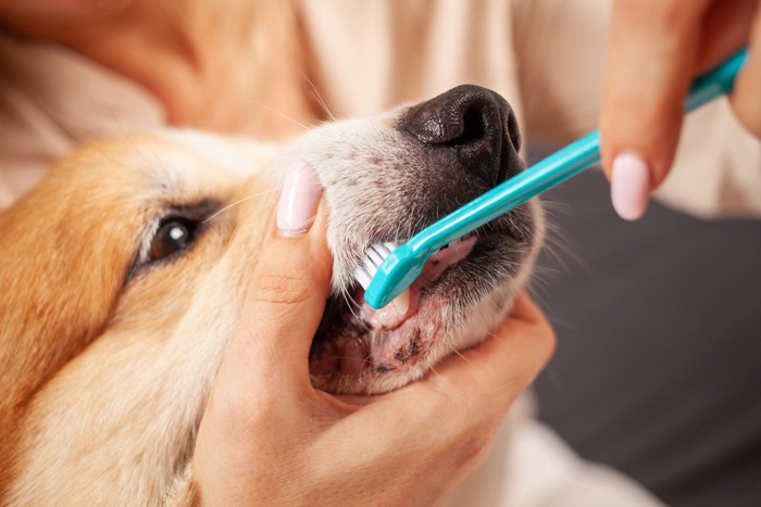 歯磨きされる犬