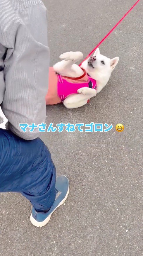 男性の前に寝転がってお腹を見せる紀州犬