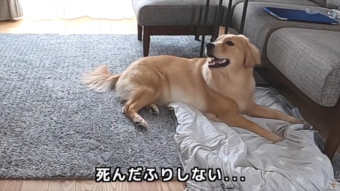 伏せる大型犬