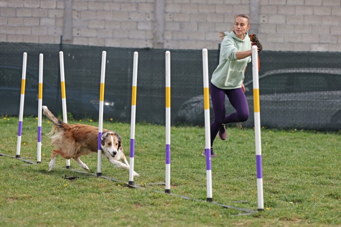 ドッグスポーツを楽しむ犬と飼い主