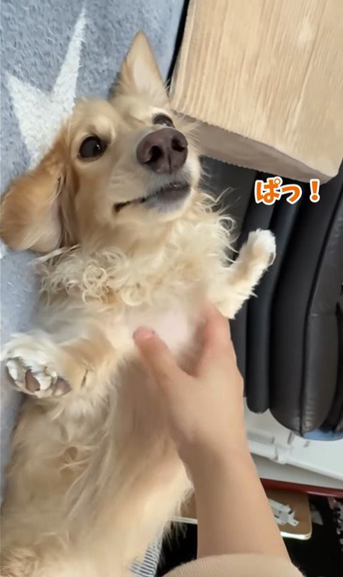 りく君の撫でてアピール